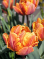 Orange Princess Tulip