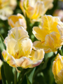 Libretto Parrot Tulip