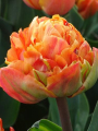 Valdivia Tulip