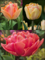 Fruit Salad Tulip Collection (Pack of 30 bulbs)
