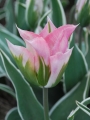 China Town tulip