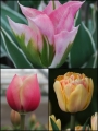 Fruit Salad Tulip Collection (Pack of 60 bulbs)