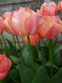 Apricot Beauty