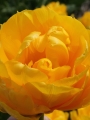 Tropical Wave Tulip Bulbs