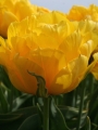 tropical Wave double tulip