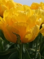 Tulip 'Tropical Wave' 