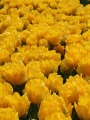 Bed of Tropical Wave Tulip bulbs