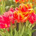 Foxy Foxtrot and Foxtrot Tulips
