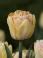 Tulip 'Foxy Foxtrot' 