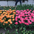 Foxy Foxtrot and Foxtrot Tulips