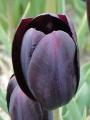 Tulip 'Ronaldo' 