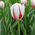 Carnaval De Rio Tulip