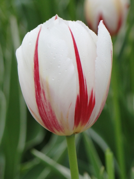 Tulip 'Carnaval de Rio' 