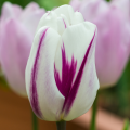Flaming Flag Tulip