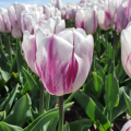 Flaming Flag Tulip