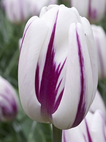 Tulip 'Flaming Flag' 