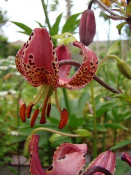 Gaybird Martagon Lily 