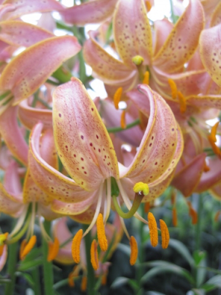 'Fairy Morning' Martagon Lily