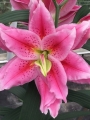 Roselily 'Ciara'