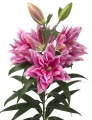 Roselily Ciara 