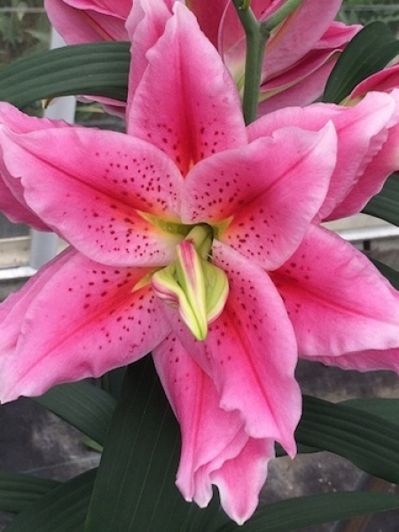 Roselily 'Ciara'