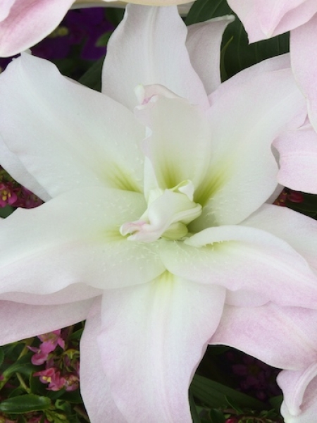 Roselily 'Kendra'