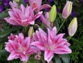 Roselily Vanessa in a vase
