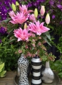 Roselily Vanessa lily bulbs