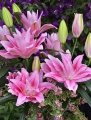 Roselily Vanessa