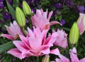 Roselily Vanessa
