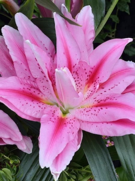 Roselily 'Vanessa'