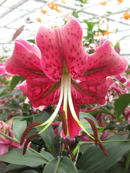 Lily 'Miss Feya'