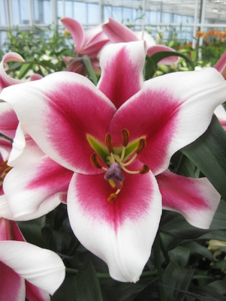 Lily 'Friso'