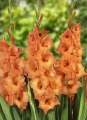 Gladiolus Jessica