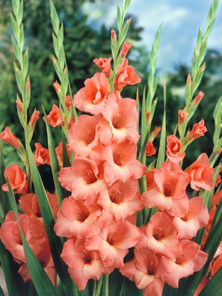 Gladiolus 'Jessica' (Pack of 15)