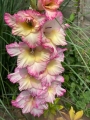 Priscilla Gladioli