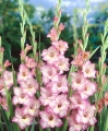 Gladioli Priscilla
