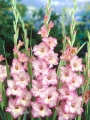 Gladiolus 'Priscilla' (Pack of 15)