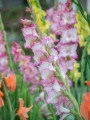 Priscilla Gladioli