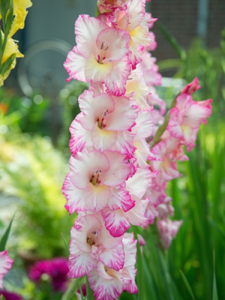 Gladiolus 'Priscilla' (Pack of 15)