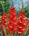 Gladioli Traderhorn