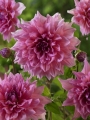 Dahlia 'Otto's Thrill' (Pack of 3 Tubers/Bulbs)