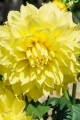 Kevin Floodlight Dahlia