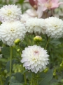 Eveline dahlias
