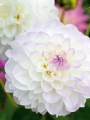 Dahlia 'Eveline' 