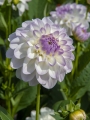 White and lilac dahlia