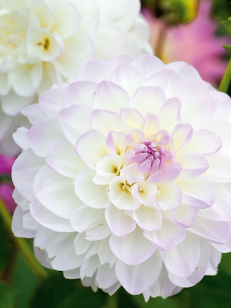 Dahlia 'Eveline' 