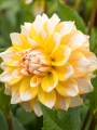 Dahlia Seattle