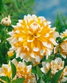 Dahlia Seattle