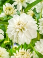 Dahlia Onesta